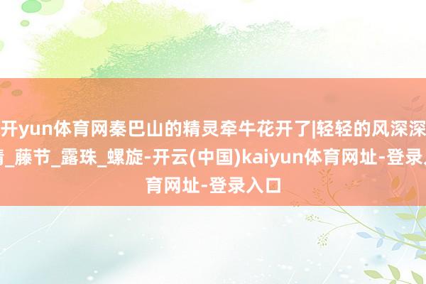 开yun体育网秦巴山的精灵牵牛花开了|轻轻的风深深的情_藤节_露珠_螺旋-开云(中国)kaiyun体育网址-登录入口